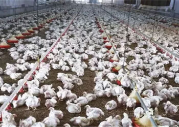 الحكومة: أوضاع مزارع الدواجن مستقرة ولا وجود لأي فيروس يمنع تناولها