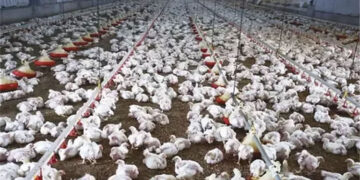 الحكومة: أوضاع مزارع الدواجن مستقرة ولا وجود لأي فيروس يمنع تناولها