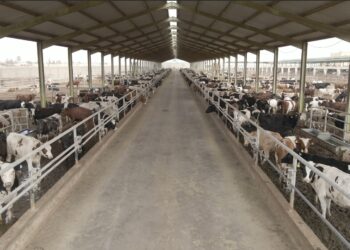 إطلاق برنامج بنك الطعام المصري لصك الأضحية للعام الـ 20 لتوفير لحوم الأضاحي للأسر الأكثر احتياجاً