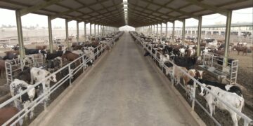 إطلاق برنامج بنك الطعام المصري لصك الأضحية للعام الـ 20 لتوفير لحوم الأضاحي للأسر الأكثر احتياجاً