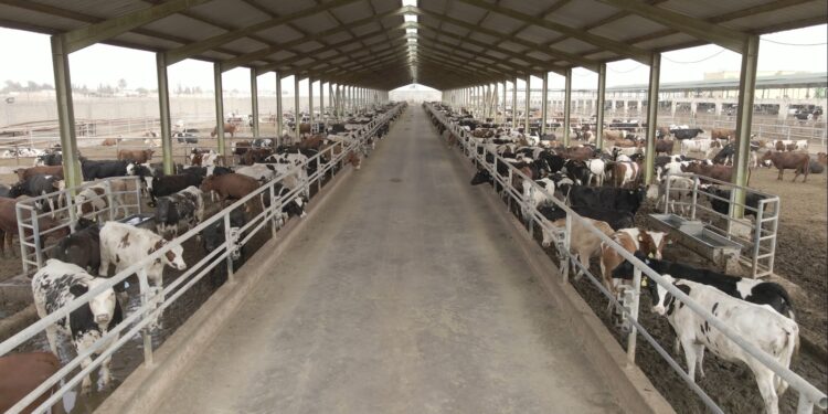 إطلاق برنامج بنك الطعام المصري لصك الأضحية للعام الـ 20 لتوفير لحوم الأضاحي للأسر الأكثر احتياجاً 1 إطلاق برنامج بنك الطعام المصري لصك الأضحية للعام الـ 20 لتوفير لحوم الأضاحي للأسر الأكثر احتياجاً