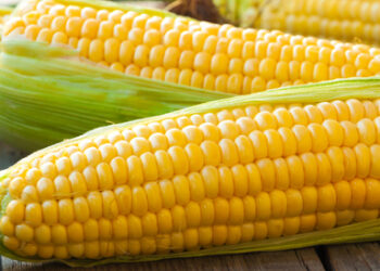 مصر آمنة.. وزارة الزراعة يعلن استيراد 4.9 مليون طن قمح و4.2 مليون طن من الذرة الصفراء