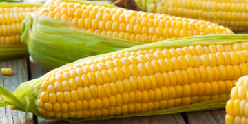 مصر آمنة.. وزارة الزراعة يعلن استيراد 4.9 مليون طن قمح و4.2 مليون طن من الذرة الصفراء