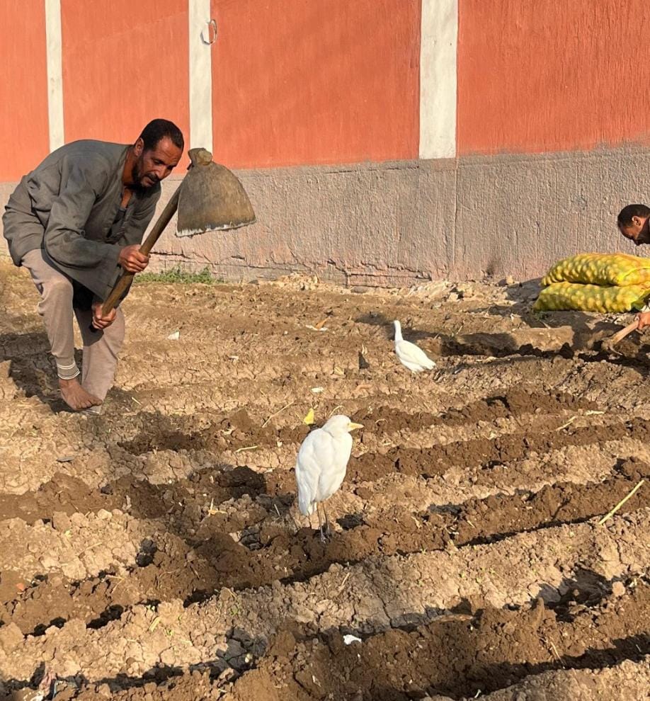 الهيئة القبطية الإنجيلية للخدمات الاجتماعية تواصل تنفيذ أنشطتها التنموية والزراعية والصحية بعدد من المحافظات 4 لسيسيش