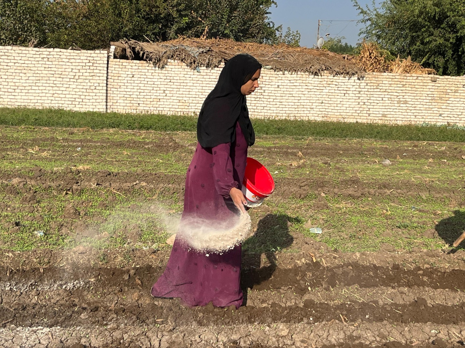 الهيئة القبطية الإنجيلية للخدمات الاجتماعية تواصل تنفيذ أنشطتها التنموية والزراعية والصحية بعدد من المحافظات 5 ليسشل